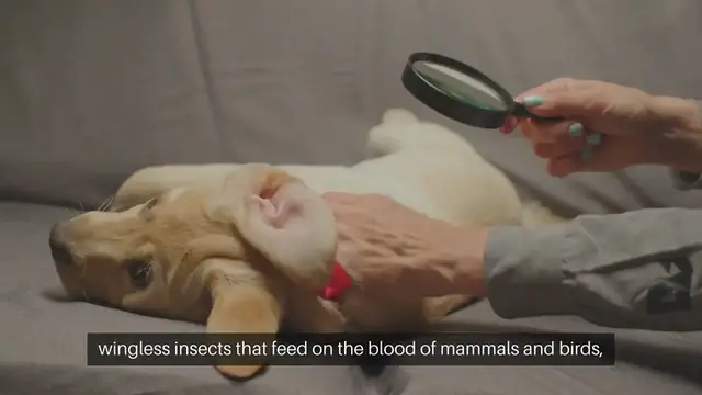 Video thumbnail for Dog Flea Control