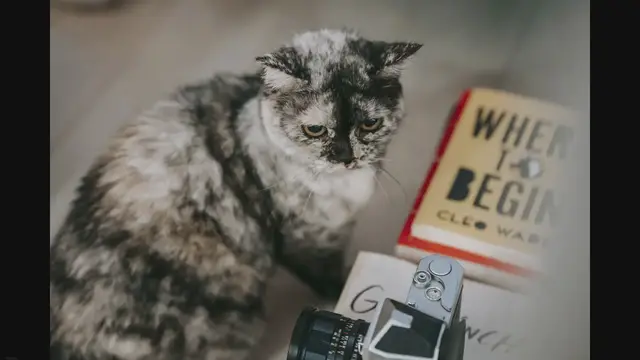 'Video thumbnail for Are Persian Cats Good Pets? A Comprehensive Guide'