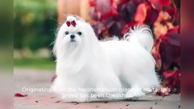 Video thumbnail for Maltese
