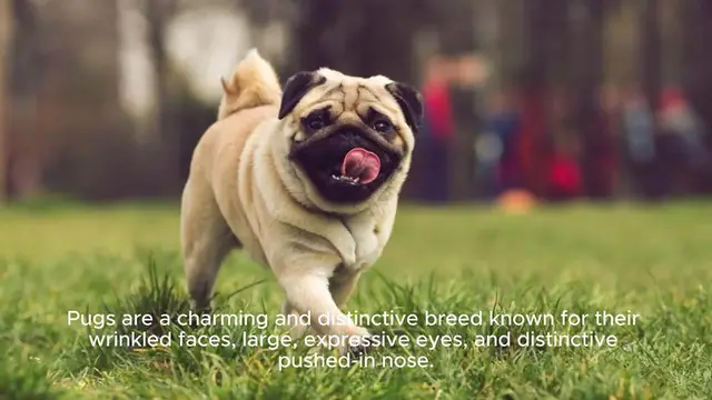 Video thumbnail for pug