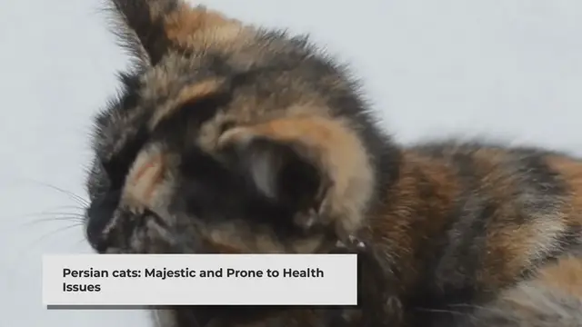 'Video thumbnail for Understanding Persian Cat Sickness Symptoms: A Comprehensive Guide'