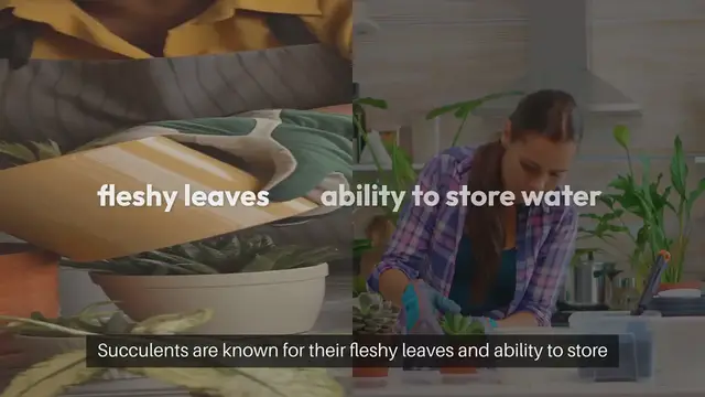 Video thumbnail for Seed Starting for Succulents