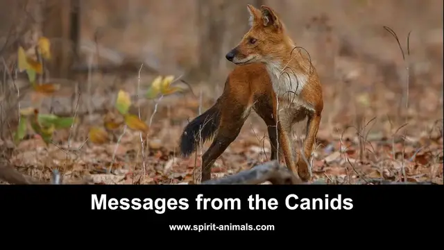 Video thumbnail for Messages from the Canids