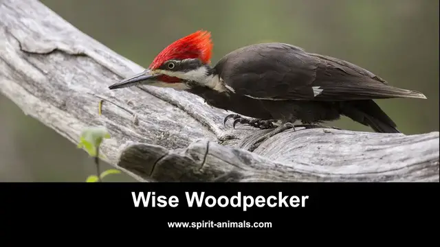Video thumbnail for Wise Woodpecker