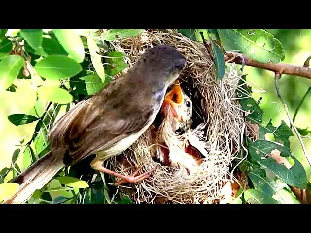'Video thumbnail for មេចាប អោយចំណីកូនចាបស៊ីនៅលើសំបុក | Momy bird feed food'