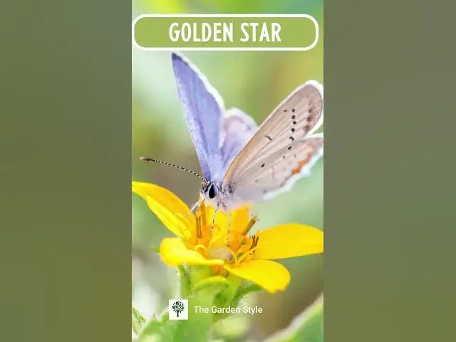 'Video thumbnail for Stunning Shade Loving Perennials for a Thriving Shade Garden #shadeperennials #shadegardenideas'
