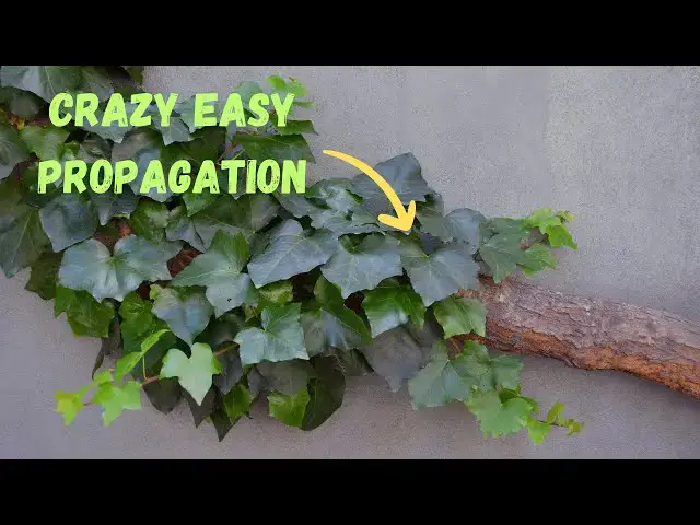 'Video thumbnail for Ivy Propagation SECRETS Nurseries Don't Want You to Know! πΏπ₯'
