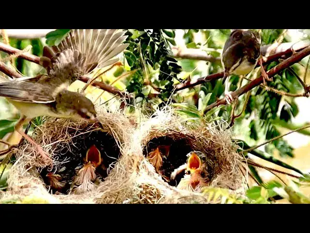 'Video thumbnail for Satisfy Your Sparrow's Hunger: Mother's Feeding it'