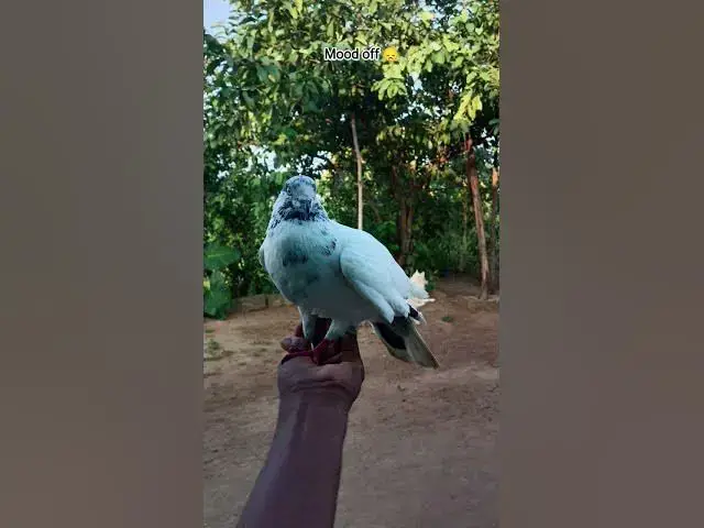 Video thumbnail for September 18, 2025