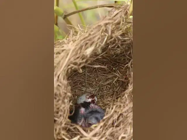 Video thumbnail for wild bird in nest EP#059 #nestegg #egglaying #satisfying #nestling  #birds #babybird  #nature #birds