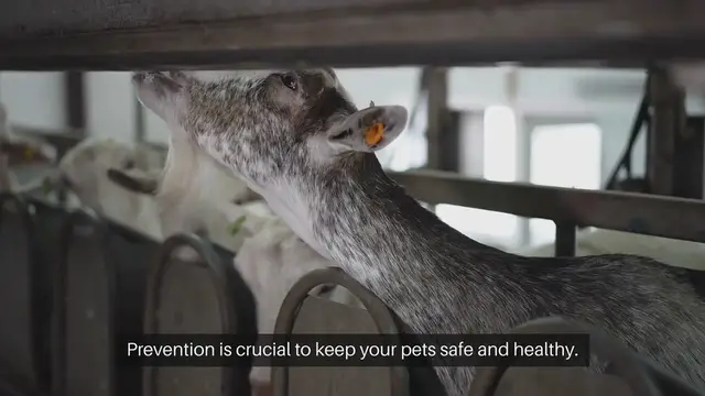 Video thumbnail for Pet Heatstroke Prevention Tips