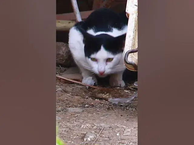 Video thumbnail for Cute of cat eating 3  #cat #shortcat #catchcatch #bitcat  #animals #cute #catlover  #cutecat