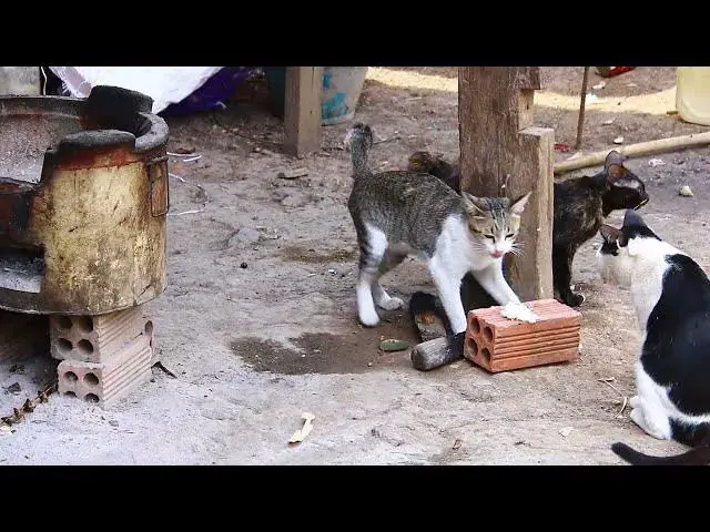 Video thumbnail for Cute of male or female cat eating food