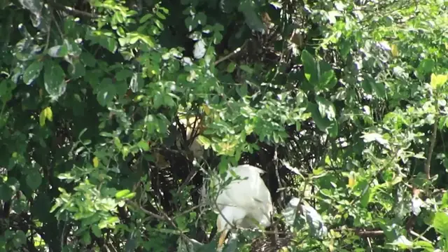 'Video thumbnail for Wild of white bird made nest on here'