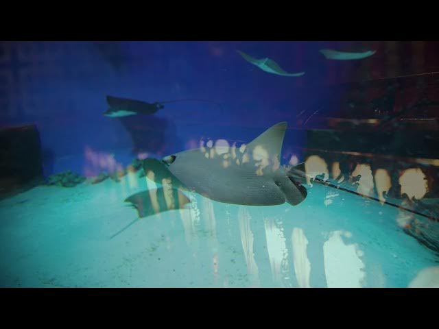 Video thumbnail for Taoism Masters, Marilynn Hughes,  Out of Body Travel