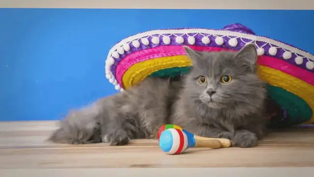 Video thumbnail for 150 nomi spagnoli Perfecto per il tuo gatto – Pet Yolo