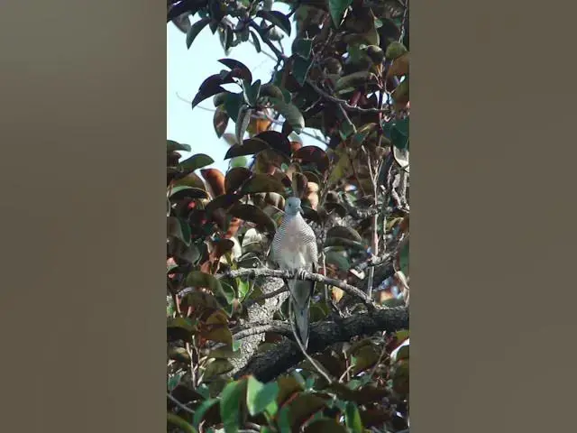 Video thumbnail for Male Wild Dove Bird EP 018  #birdnest #bird #birds #bestbird #birdofwast #birdnest