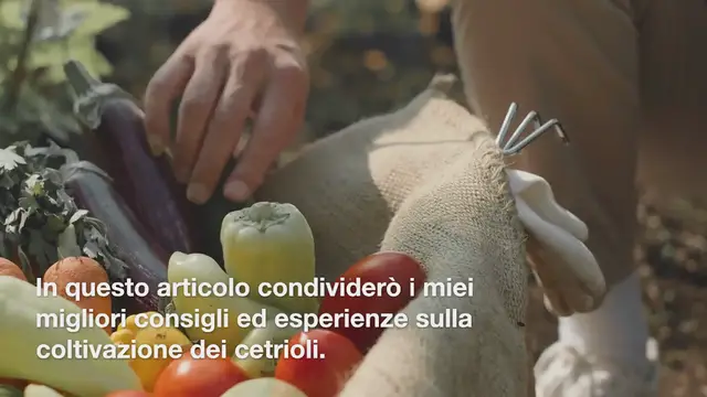 Video thumbnail for Cetrioli, coltivali in questo modo: evita le malattie e ottieni grandi raccolti.