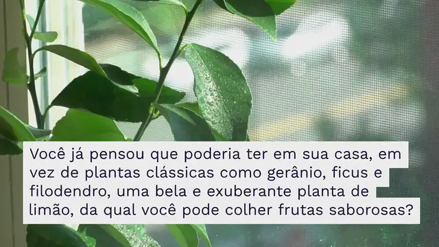 Video thumbnail for Como cultivar um limoeiro em casa em 7 etapas fáceis
