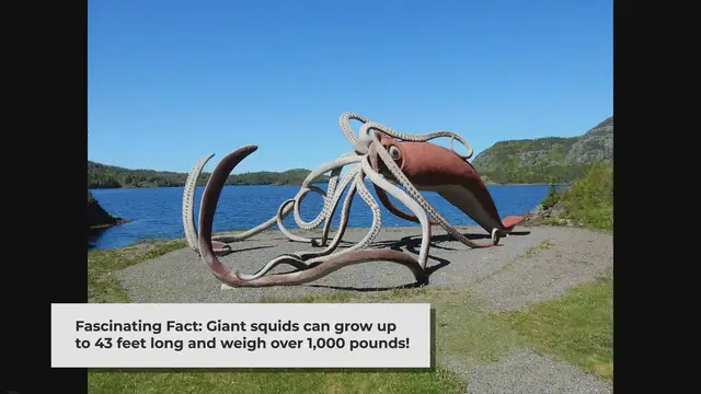 'Video thumbnail for Giant Squids'