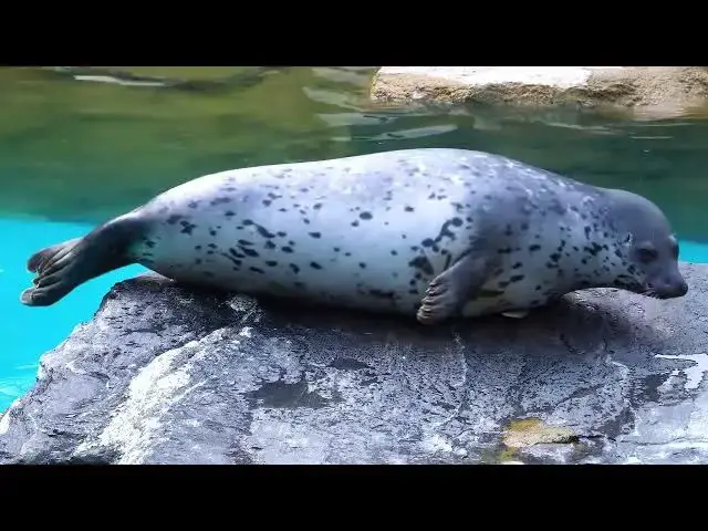 Video thumbnail for THE ANIMALS 8