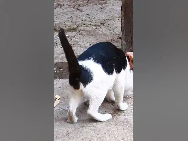 Video thumbnail for Cute of cat eating  #cat #shortcat #catchcatch #bitcat  #animals #cute #catlover  #cutecat