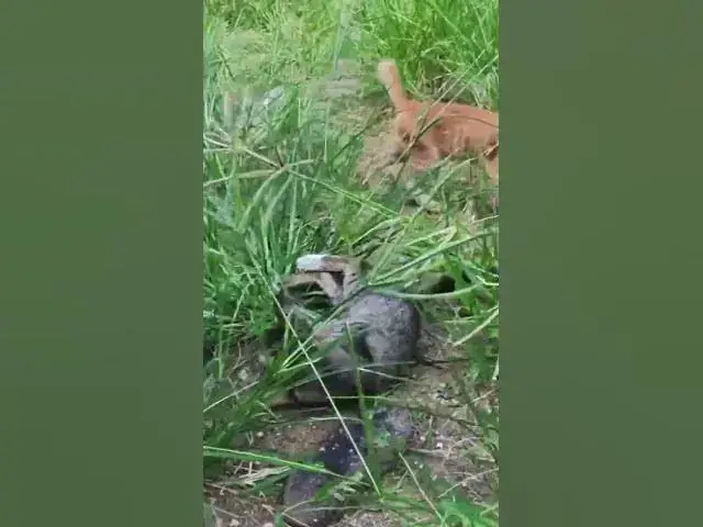 Video thumbnail for Cute of black babies cat 3  #cat #shortcat #catchcatch #bitcat  #animals #cute #catlover  #cutecat