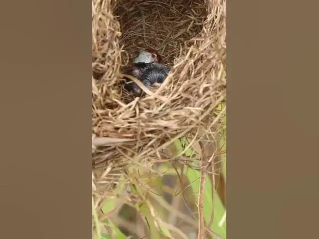 Video thumbnail for Top Wild Signle Bird Babies EP#0102 #nestegg #egglaying #satisfying #nestling  #birds #baby  #nature