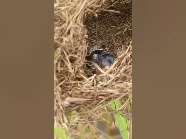 Video thumbnail for Babies Single Bird Nest EP#065 #nestegg #egglaying #satisfying #nestling  #birds #babybird  #nature
