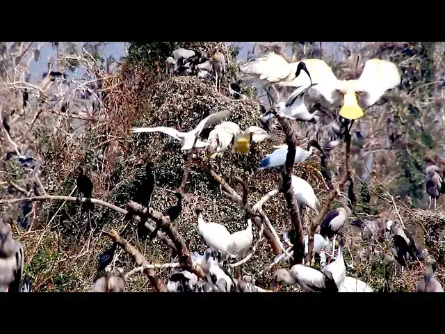 Video thumbnail for Amazon's Aerial Feast: Birds Hunting for Their Young  \-baby birds on nest