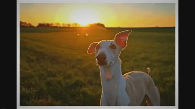 Video thumbnail for 125 Nomi di Cani Spagnoli Top per Maschi e Femmine