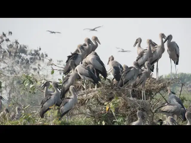 Video thumbnail for OH WOW REAL LIFE BIRD IN FOREST#nature #baby #wildlife