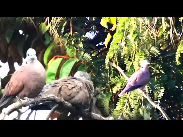 'Video thumbnail for The everning Dove bird here | Wild forest dove'