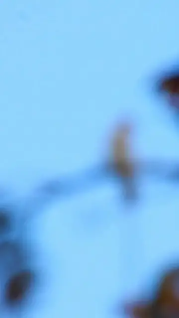 Video thumbnail for Thrush Monticola solitarius bird EP.006 #birds #avianaffection #babyanimal #avian #rain #babybird