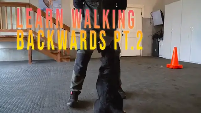 Video thumbnail for Step-by-Step Guide to Advanced Backward Walking for Dogs
