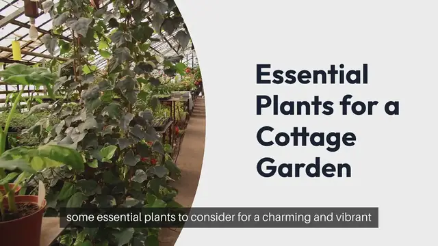 Video thumbnail for Essential Plants for a Cottage Garden