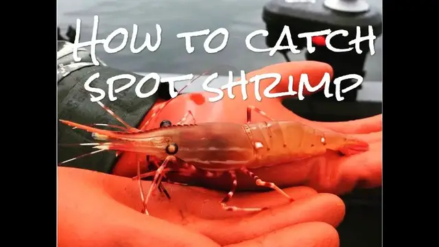 Video thumbnail for How to CATCH spot shrimp - ULTIMATE Guide!
