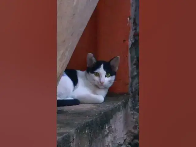 Video thumbnail for Cute of babies cat 28 #animals#Cat #shortcat #cats #allcat #allbabiescat #viralcat