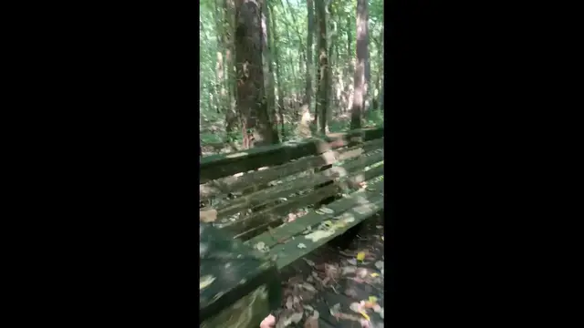 'Video thumbnail for Walking trail '