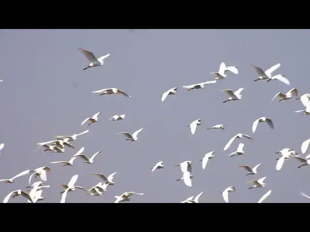 Video thumbnail for Cockroach bird a lot of birds at field - baby birds eat