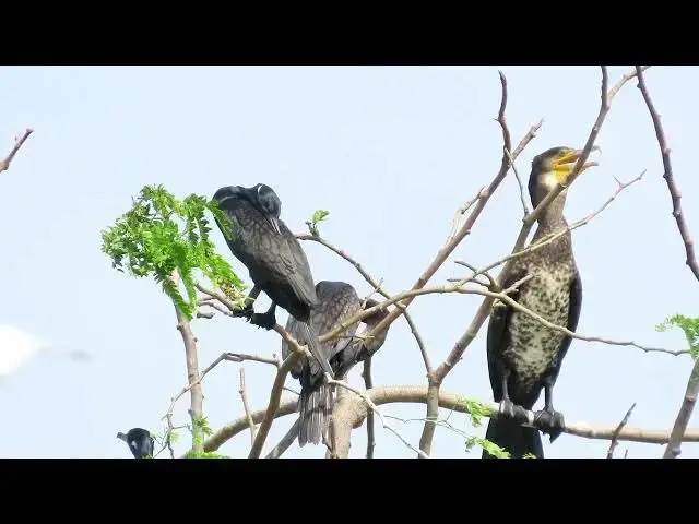 Video thumbnail for So nice Water Crow life