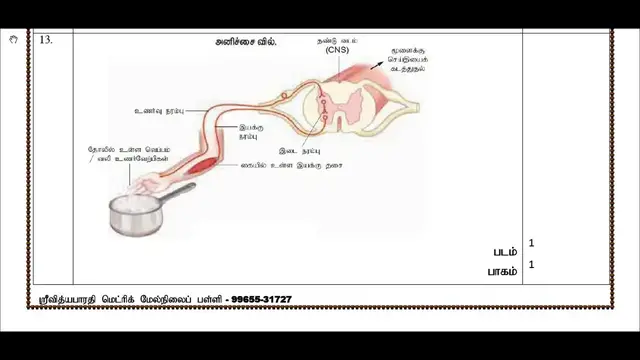 Video thumbnail for 11th Bio-Zoology Half Yearly Answer Keys 2018-19 (Tamil Medium) | Team Aspirants