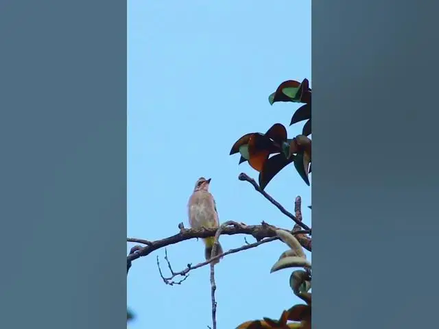 Video thumbnail for Blue Rock Thrush Monticola  #birds #avianaffection #babyanimal #avian #rain #babybird #avianlife
