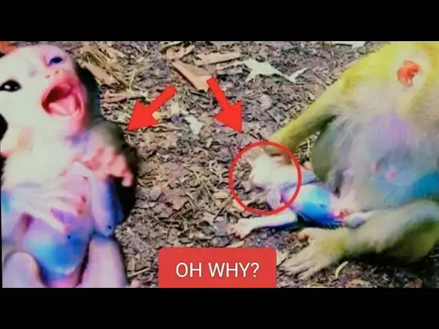 Video thumbnail for Oh Why mother?  unhappy For Baby monkey#monkey #monkeybaby #cute