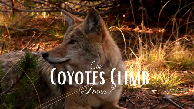 'Video thumbnail for Can Coyotes Climb Trees?'