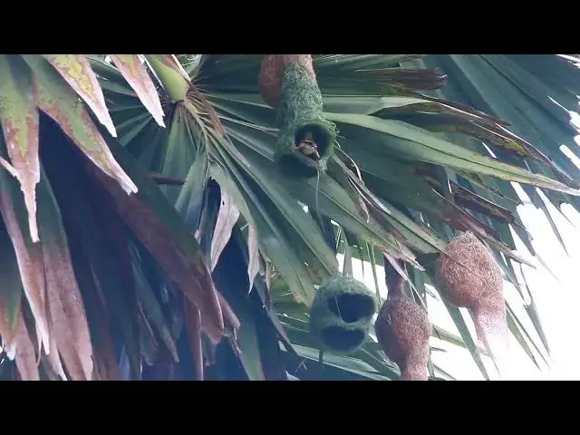 'Video thumbnail for Maya bird - Golden bird making nest'