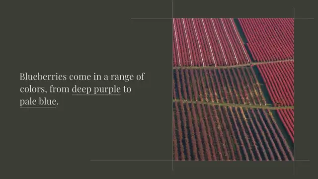 Video thumbnail for Can you eat a purple blueberry?