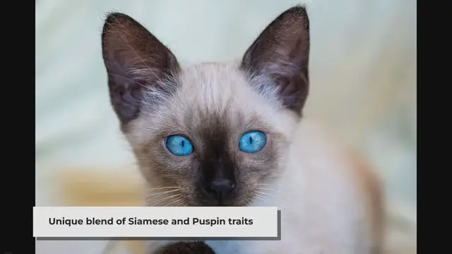 'Video thumbnail for The Fascinating Half Siamese Half Puspin Cat: A Blend of Beauty and Charm'