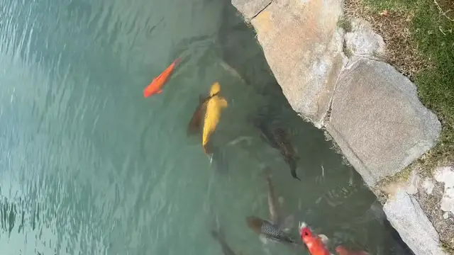 'Video thumbnail for Cool Fish'