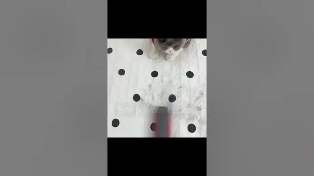 Video thumbnail for 🐾🔄🧹 Reusable Pet Hair Lint Rollers 🧹🔄🐾 || Link is in Description